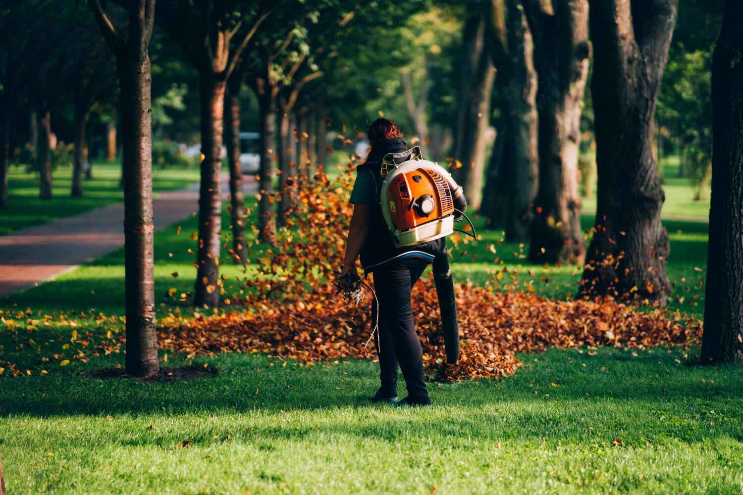 The Steps Involved in Our Tree Care Process in Medford, MA